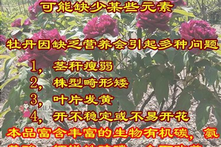春天栽牡丹的补救方法是什么？