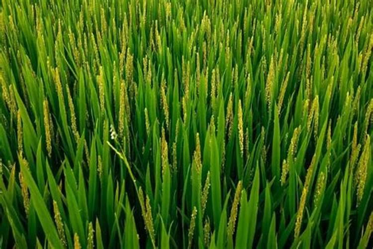 崇左市的顺丰快递公司在那个地方