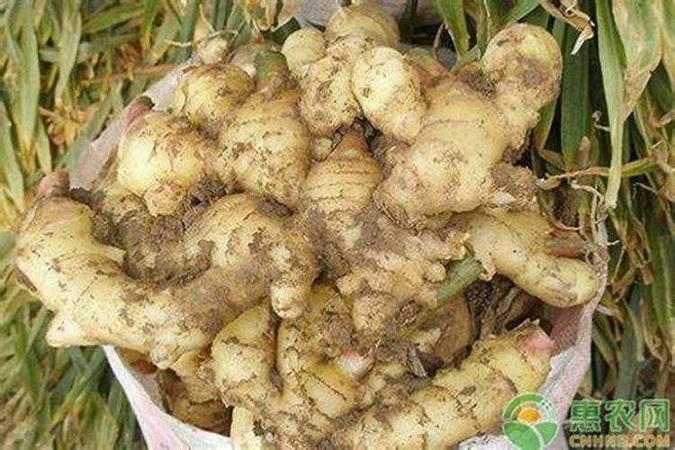 生姜各个时期的施肥技巧 什么时候施肥好