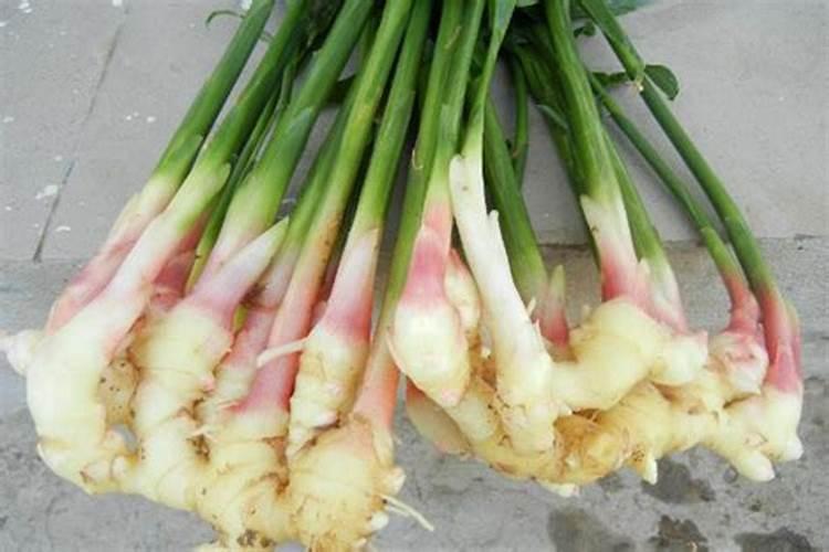 种植生姜的最佳时间是什么时候？应该如何给生姜施肥？