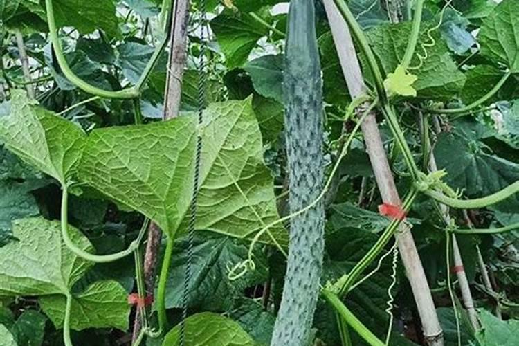 沙漠玫瑰养根施什么肥