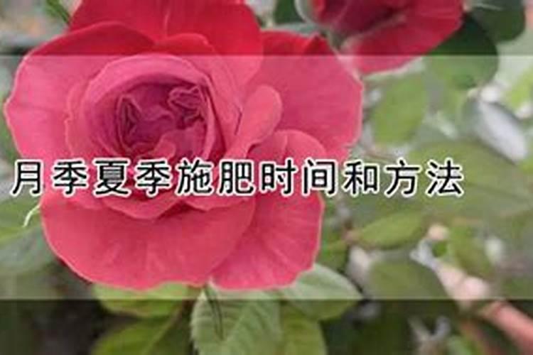 杏树什么时候浇水施肥 方法是什么