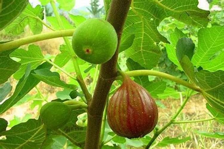 无花果用什么肥料 该如何管理