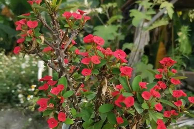 花盆种菜怎么施肥 花盆种菜如何施肥