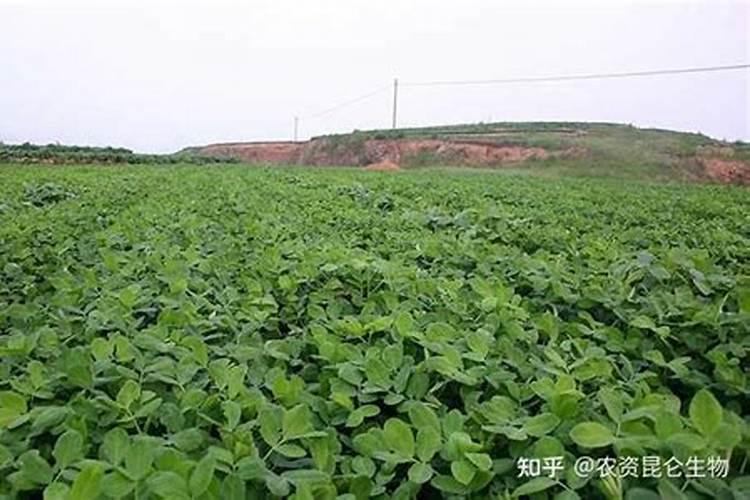 速效氮肥料有哪些