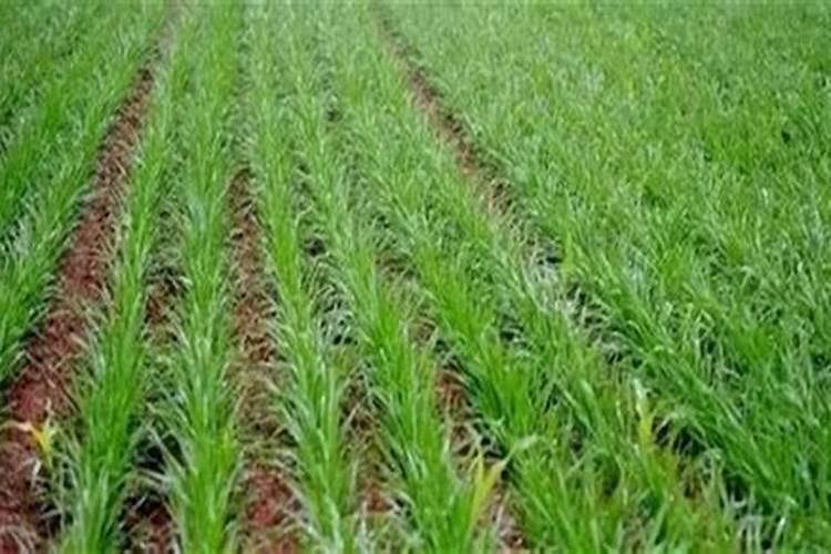 小麦除草剂和杀菌剂可以混用吗？