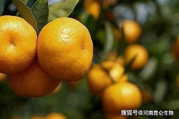 月季施肥过多症状