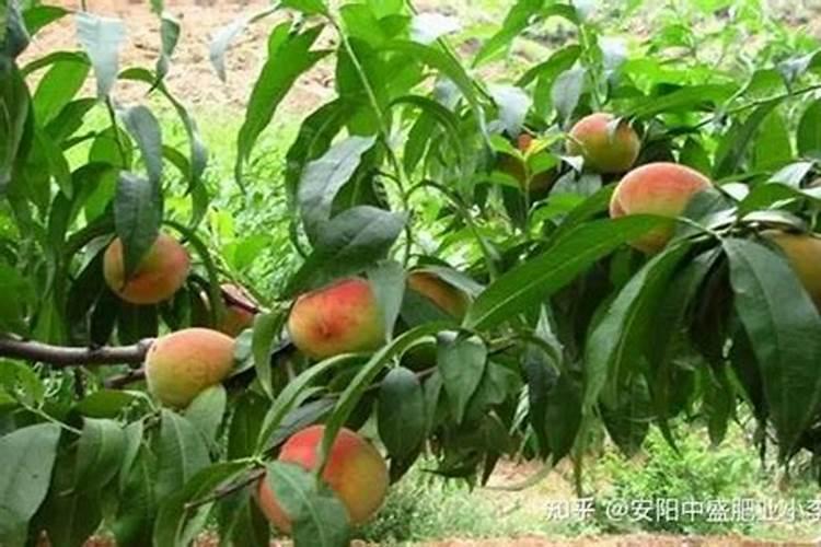 刚长叶子的小桃树苗用什么肥料施肥