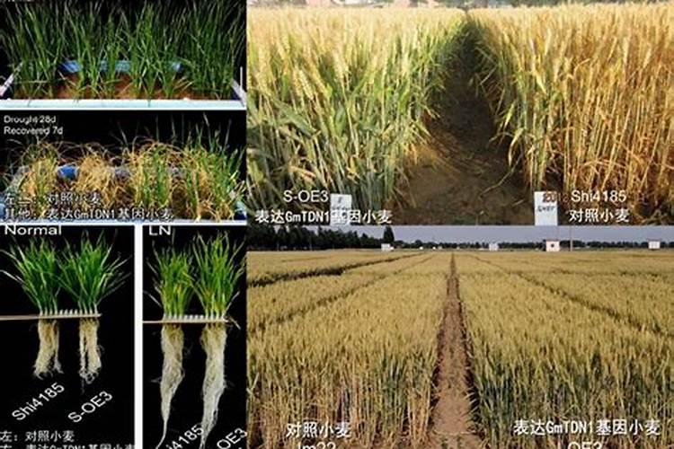 施氮肥可以促进小麦叶肉细胞中什么物质的合成？