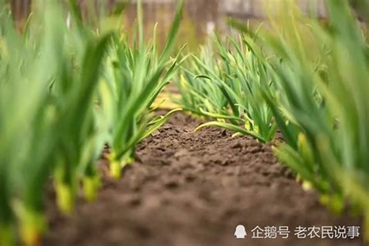 种植大蒜用什么肥料好 种植大蒜用什么肥料比较好
