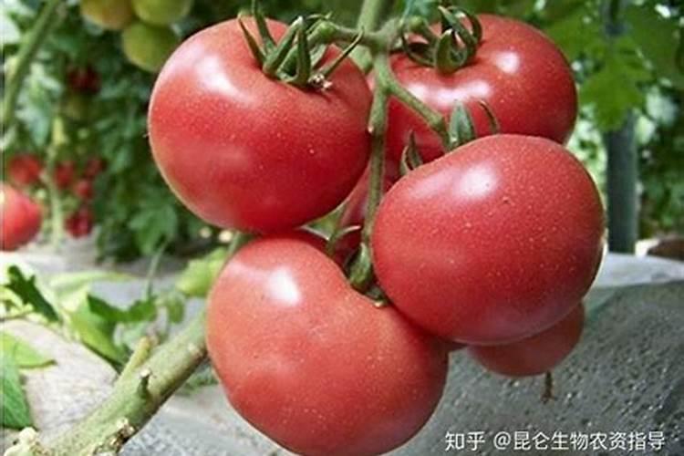 西红柿打什么叶面肥好