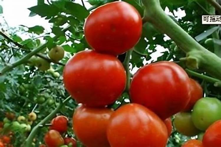 西红柿追肥用什么肥料好
