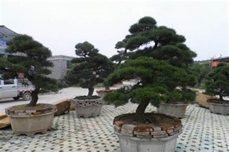 甜瓜膨大期用什么肥好