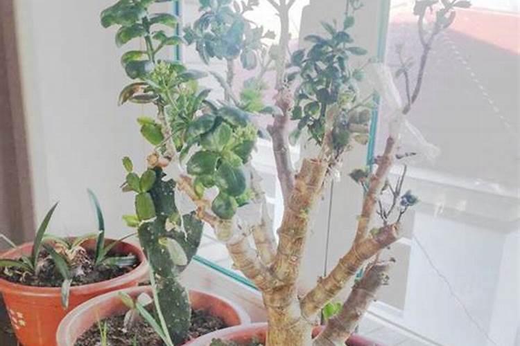 玉树喜欢什么肥料
