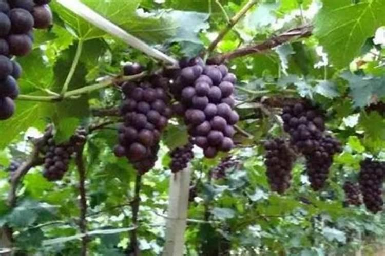 颗粒肥料怎么给花施肥