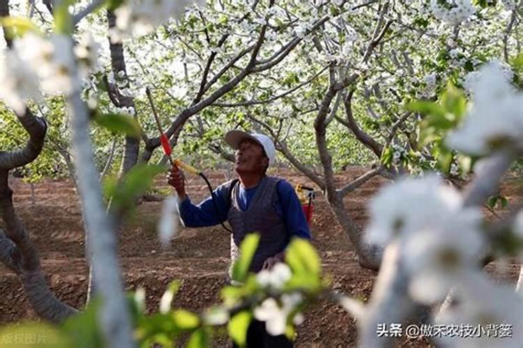 果树补钙用什么钙肥好 什么时候使用效果好