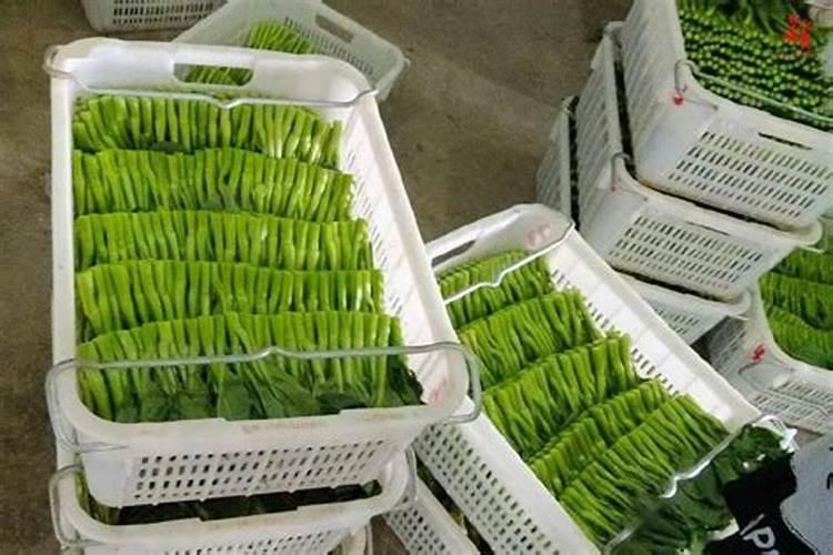 油菜心发黄是什么原因？