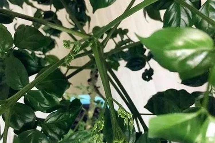 幸福树需要什么肥料