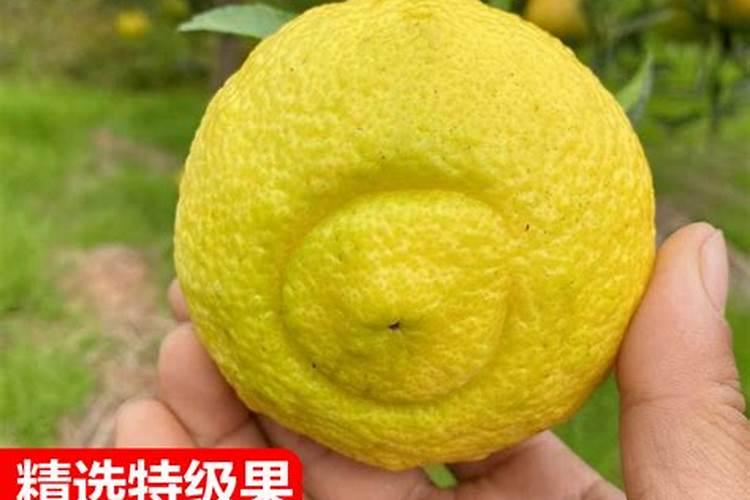 黄金贡柚产品介绍