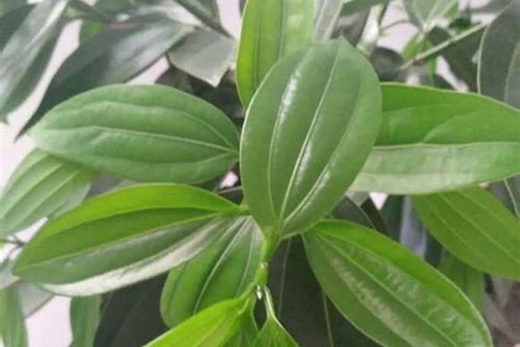 幸福树用什么肥料最好