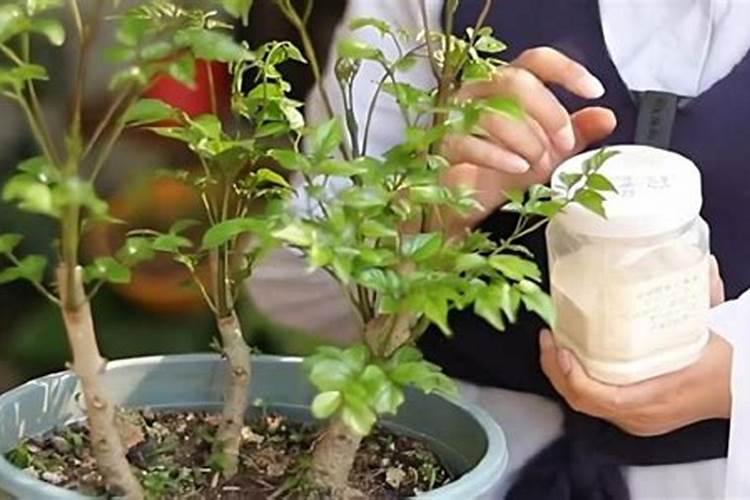 鸿运当头花可以地栽吗