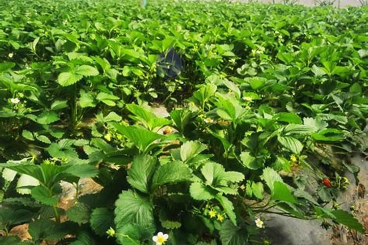 草莓各个时期的施肥方案 什么时候冲高磷肥