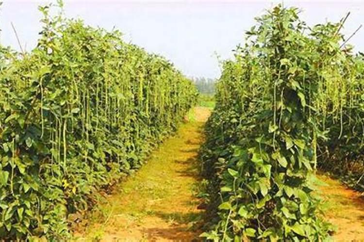 为什么豆角不能用磷酸二氢钾,附豆角的种类