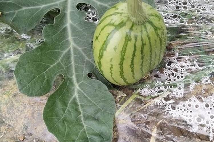 氮肥、磷肥和钾肥分别有什么作用？