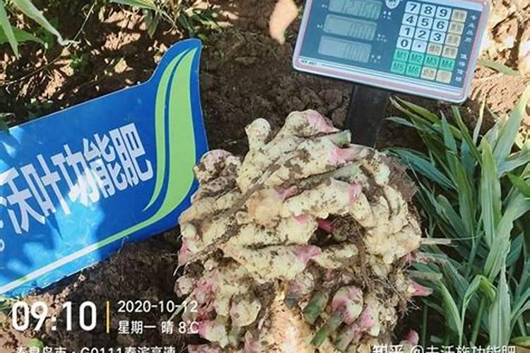生姜提苗用什么水溶肥