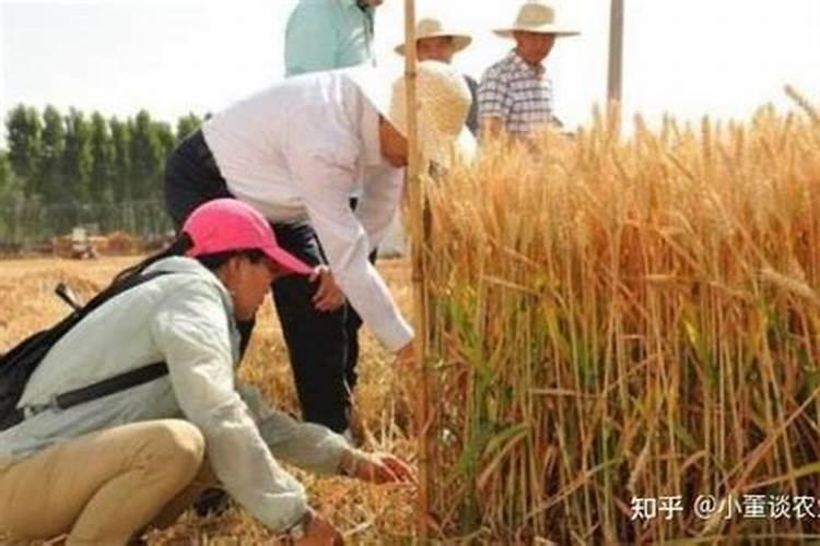 小麦用芸苔素拌种用量是多少 拌种后多久播种合适