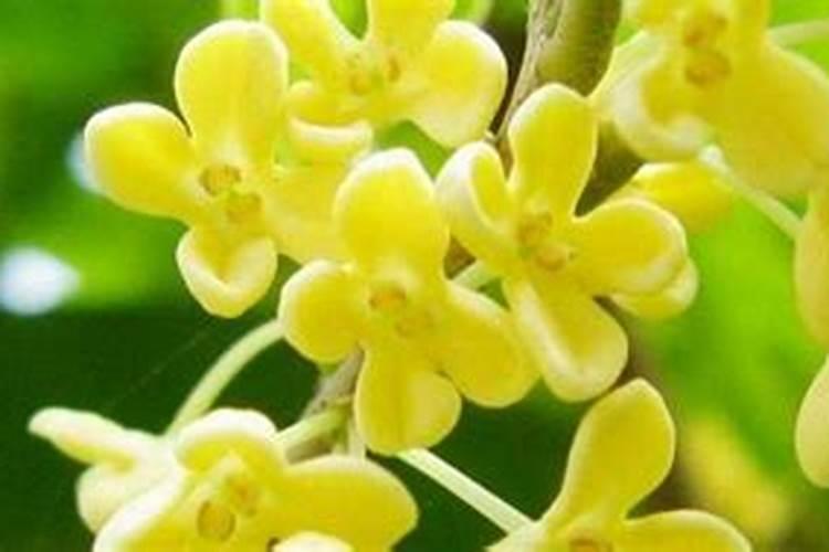 四季桂花用什么肥料最好  四季桂开花时能施肥吗