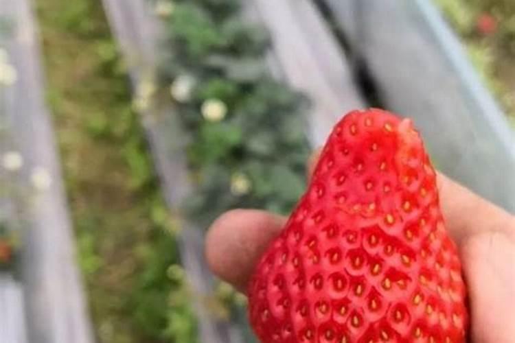 草莓初花期冲什么肥