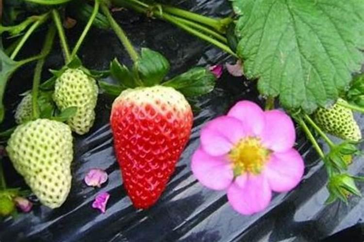 草莓初花期冲什么肥