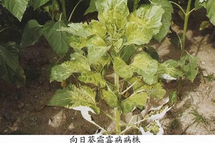 向日葵种植苗期管理注意事项 向日葵怎么养殖