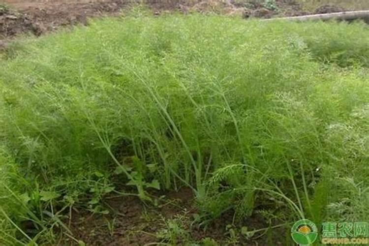硼肥对红薯有什么作用 最佳使用时间