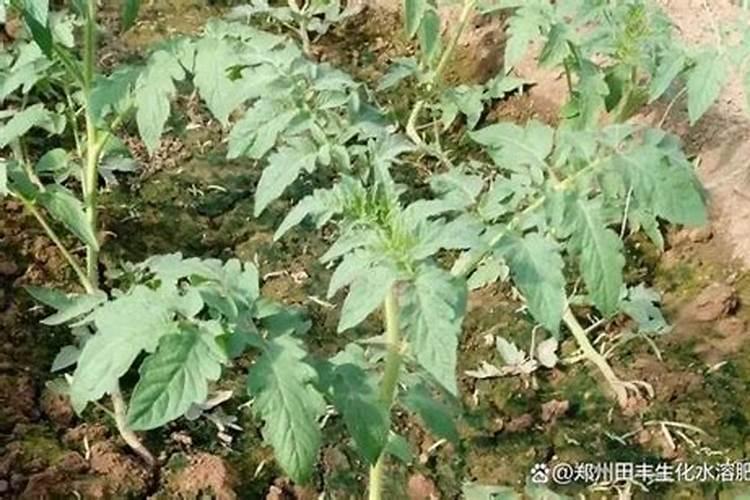 叶面硼肥的作用 硼肥的作用是什么