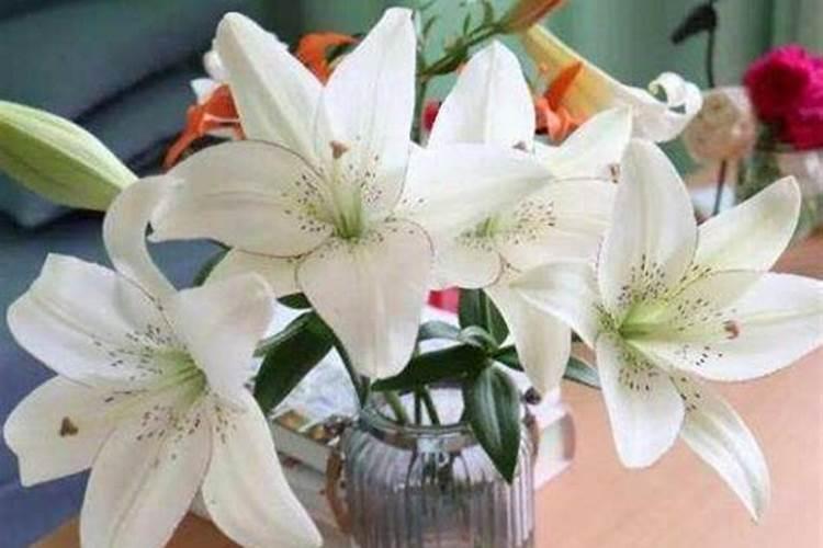 盆栽百合花施什么肥好,百合花怎么施肥/施用氮肥