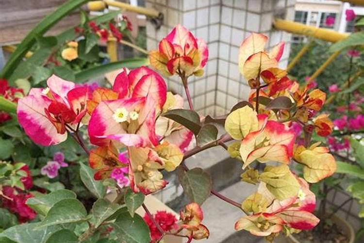 三角梅有花蕾后怎样浇水,施肥