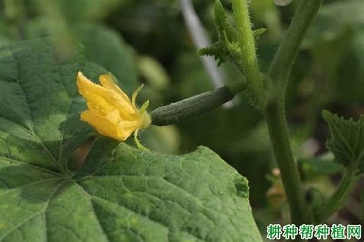 氮肥可以做叶面肥吗