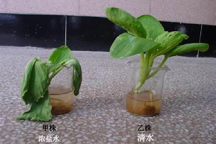 植物叶面能不能直接吸收尿素,不是需要硝化才能吸收吗？