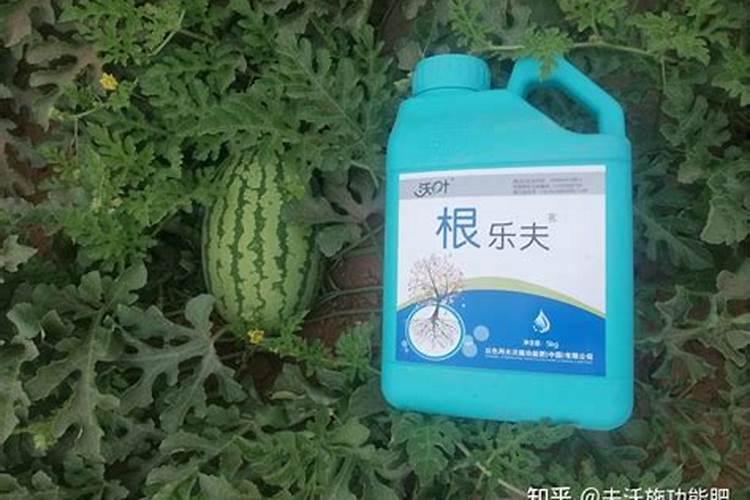 甘草片药材性状