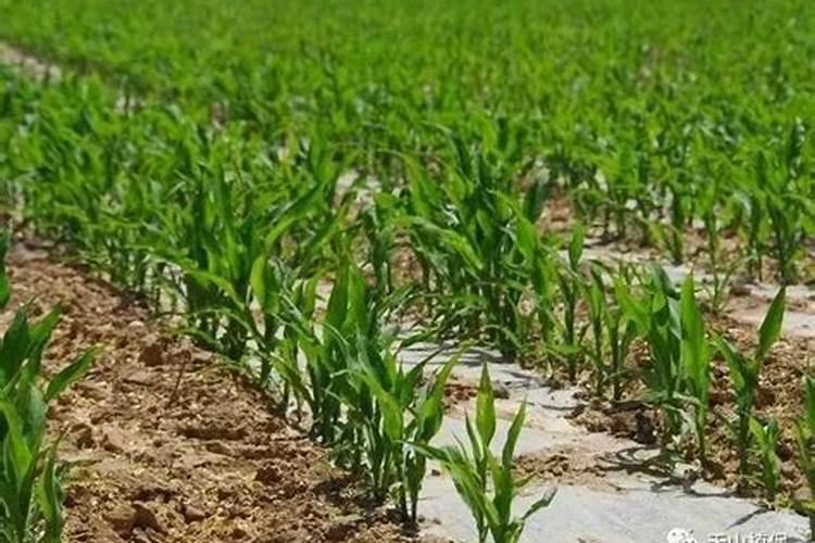 玉米底肥一次性施肥 氮磷钾 各用多少？