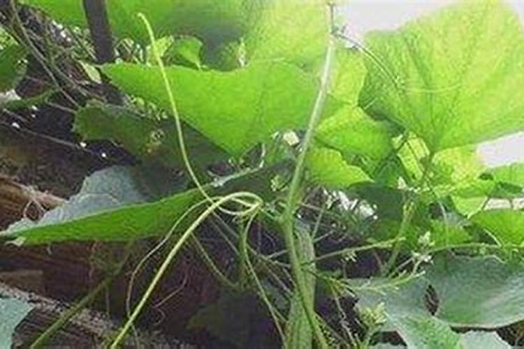种丝瓜用什么肥料最好