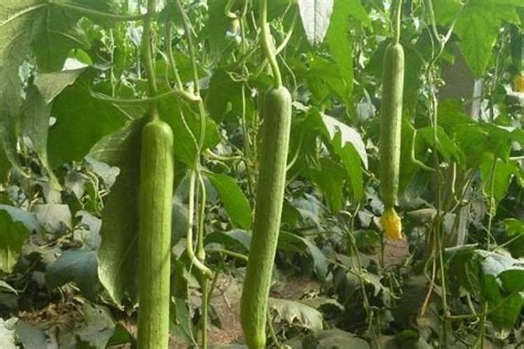 丝瓜需要什么肥料