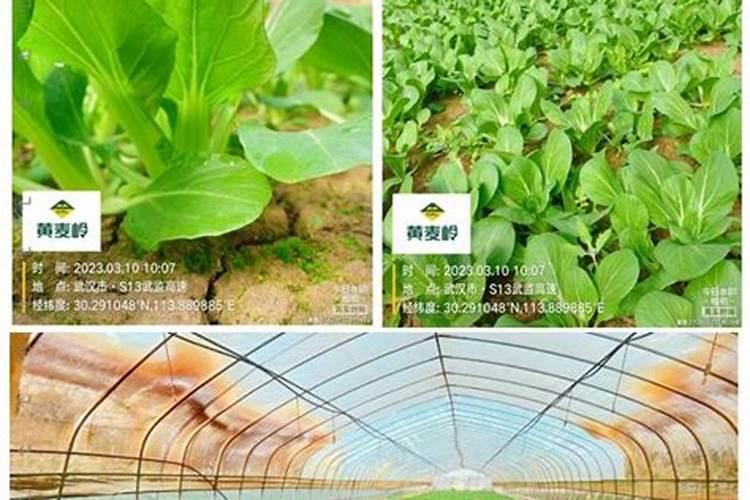 如何进行滴灌施肥 滴灌施肥技术详解？