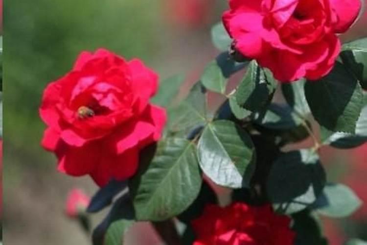 月季花浇水间隔多少时间浇一次