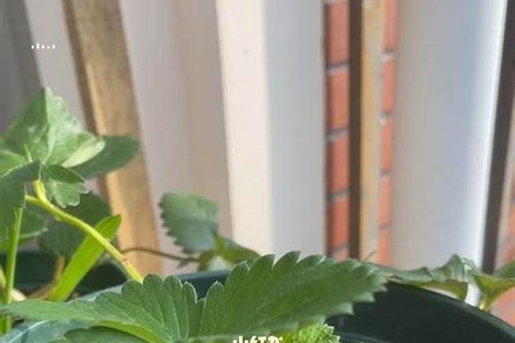 冬季温室大棚草莓浇什么肥生根？