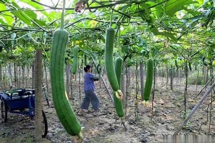 丝瓜缺素具体是什么原因？有何补救措施呢？