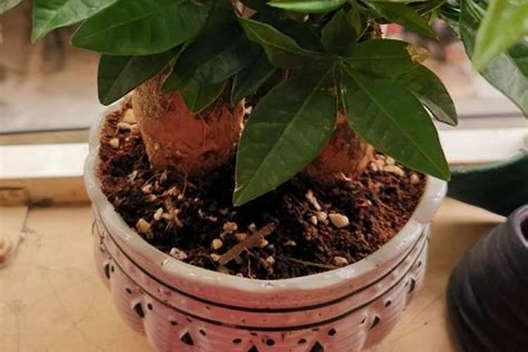 芸豆开花后冲什么肥料