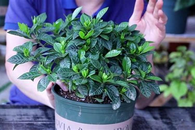 栀子花可以施腐植酸钾肥吗？